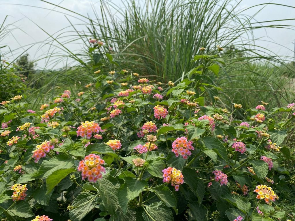 लैंटेना/कुरी को वन क्षेत्रों से हटाकर स्थानीय प्रजाति के घास तथा फलदार पौधों का रोपण कर जंगलों की गुणवत्ता में सुधार किया जाएगा