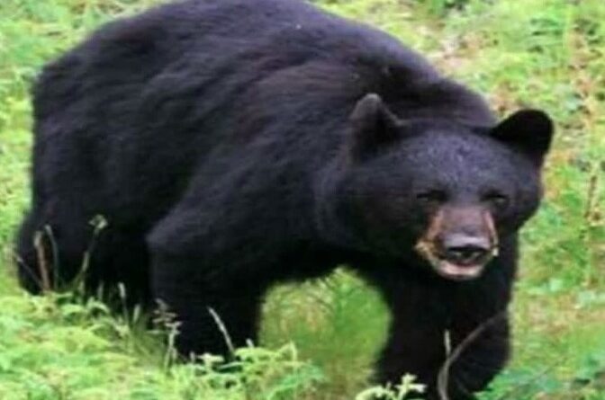 खेत में चारा लेने गई युवती पर किया भालू ने हमला, गंभीर रूप से घायल